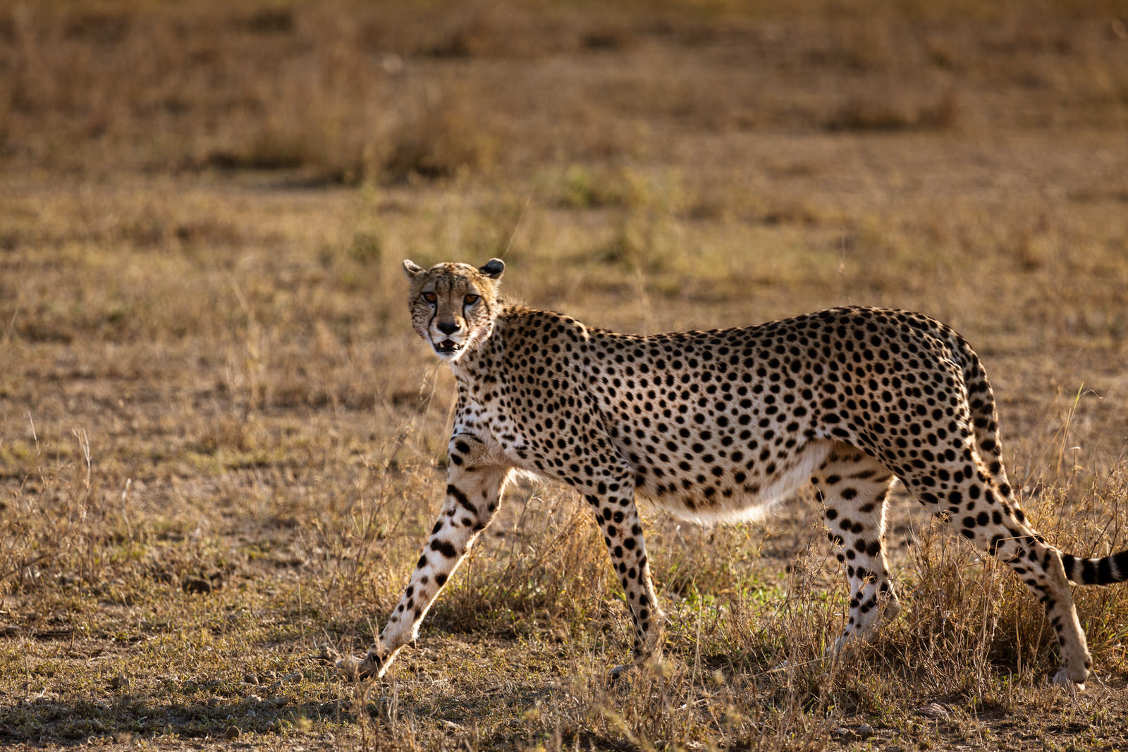 Gepard läuft an uns vorbei und posiert für Kamera