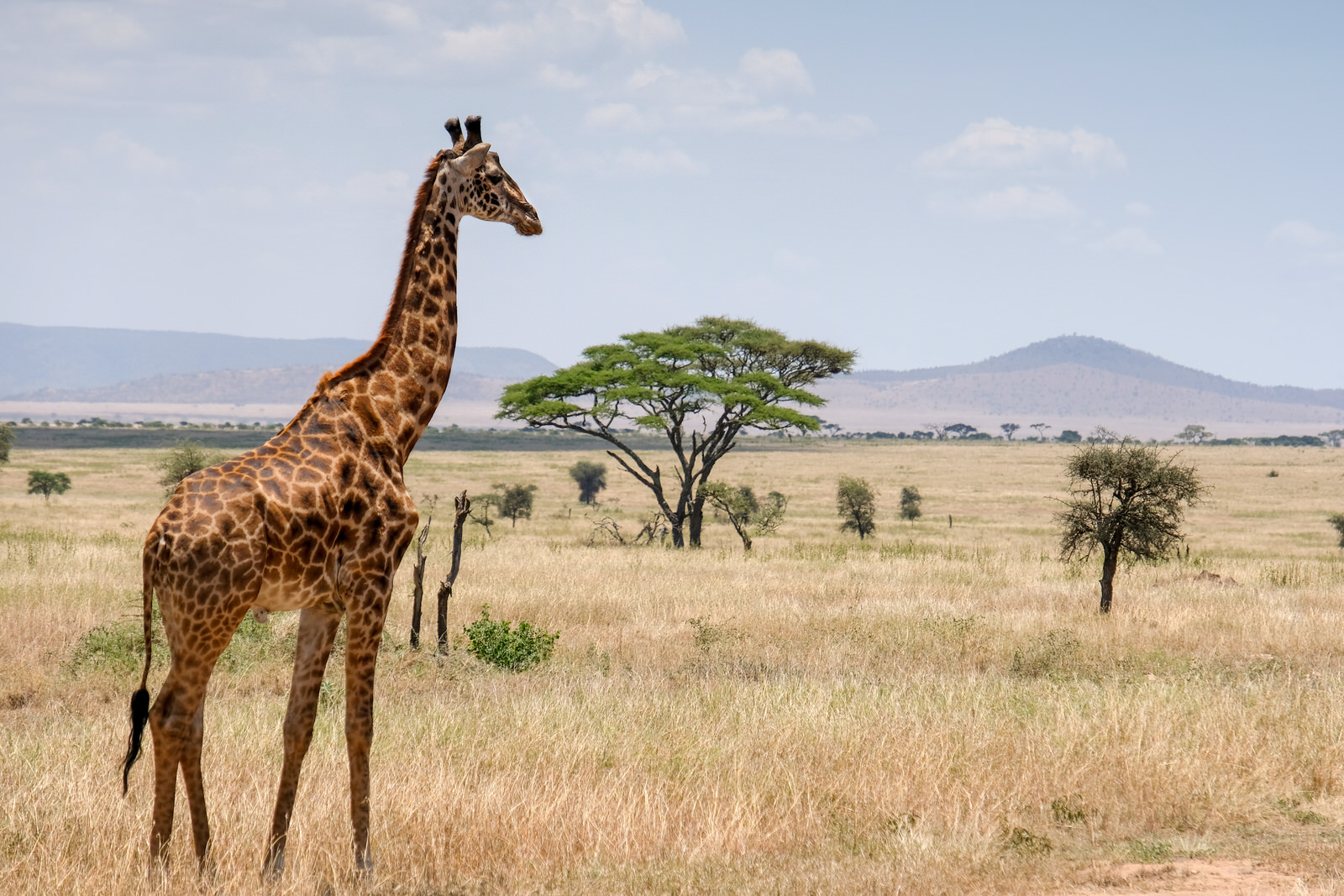 Giraffe steht in Steppenlandschaft