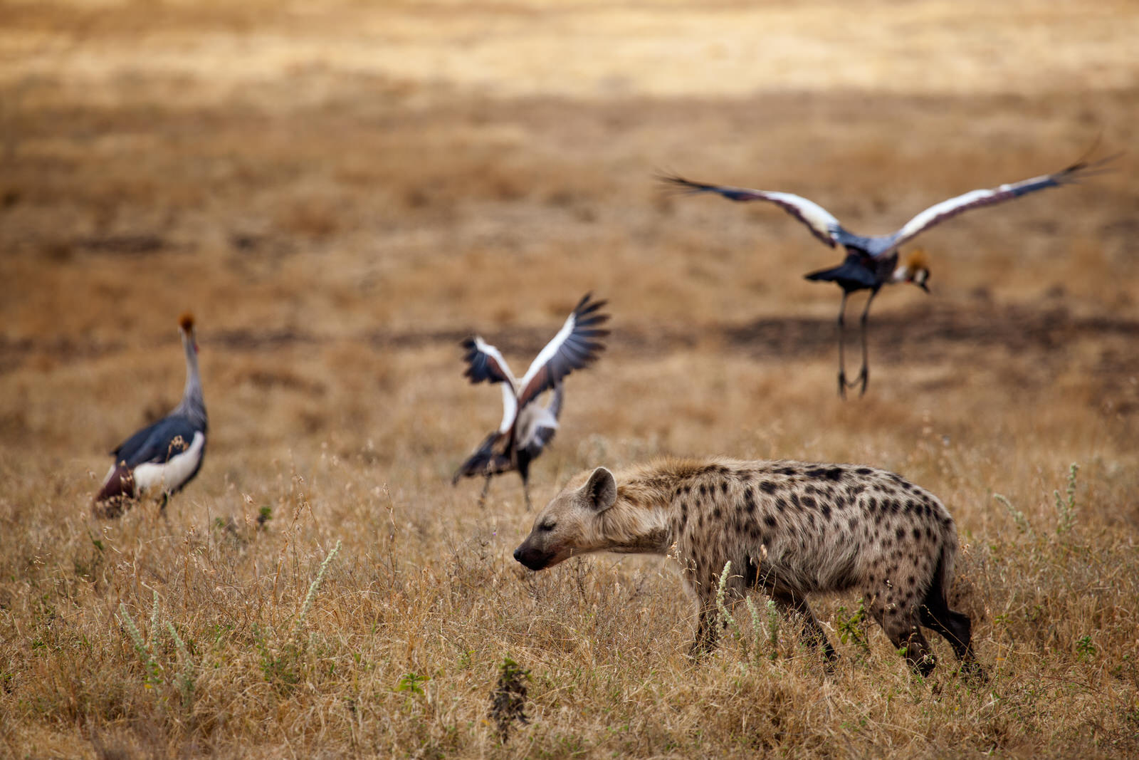 Hyäne scheucht Vögel im Ngorongoro Krater auf