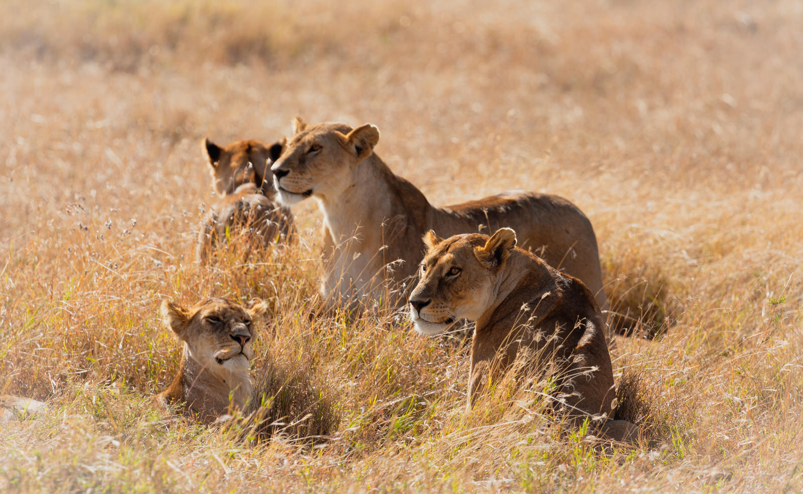 Löwenfamilie sitzt im Gras