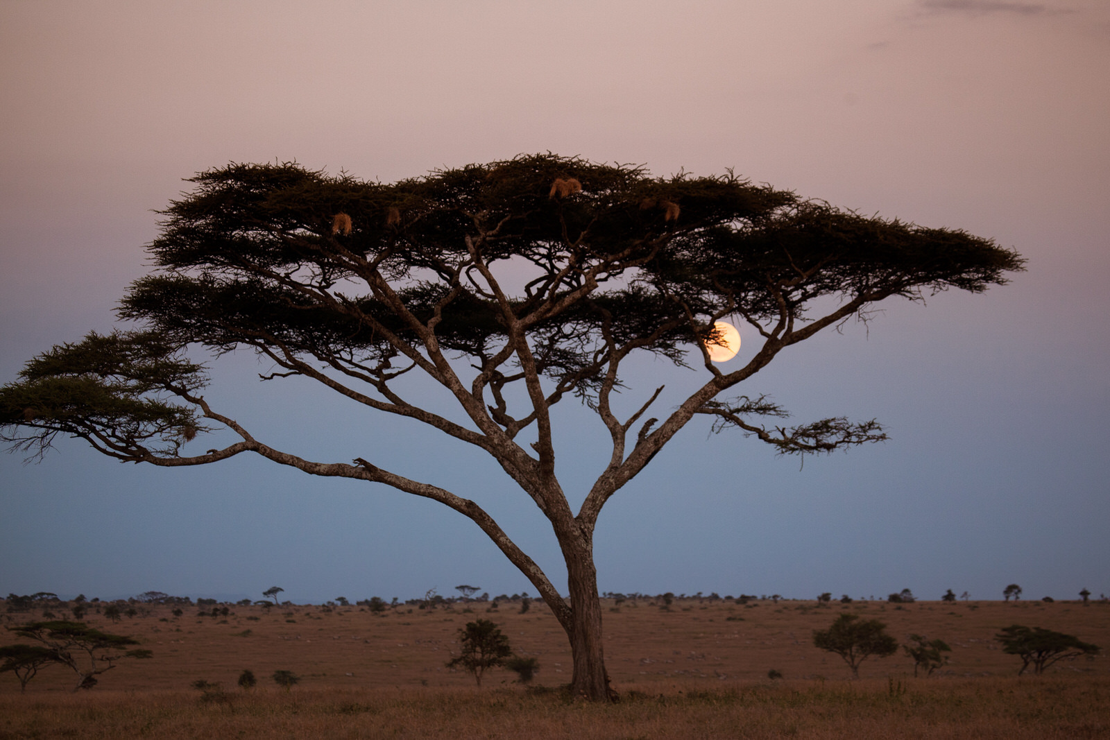 Mond scheint im Serengeti Park